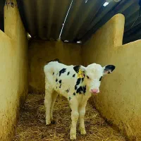 ۶۰عدد تلیسه .