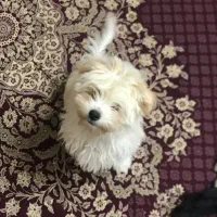 سگ .شیتزو تریر .خانگی|سگ|یزد, |دیوار