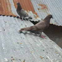 کبوتر|پرنده|کوچصفهان, |دیوار