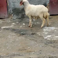 گوساله گوسفند بز بره میش