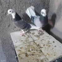 شازده سبز|پرنده|قم, بلوار امین و ساحلی|دیوار