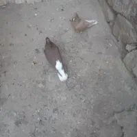 دوتا دم|پرنده|نیشابور, نیروگاه سیکل ترکیبی خیام|دیوار