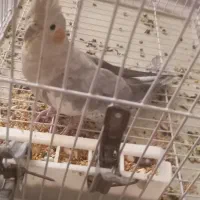 عروس هلندی|پرنده|کرج, شهرک فهمیده|دیوار