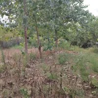 فروش زمین در خط ساحلی روستای دستک آستانه اشرفیه|فروش زمین و ملک کلنگی|کیاشهر, |دیوار