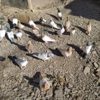 کفتر کله دم سبز کله زرد فروشی