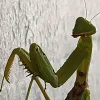 اجرای تخصصی میکروسمنت نما و دکوراسیون