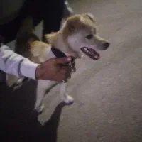 توله 9 ماهه شیتزو