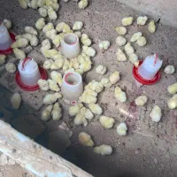 جوجه مرغ