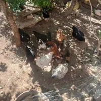 مرغ جوان توتک بومی|حیوانات مزرعه|بروجن, |دیوار