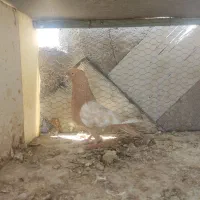 کفتر زرد کاکولی پرشی هما سرور زاغ قاره یهودی سبز|پرنده|تهران, یافت آباد جنوبی|دیوار