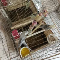 عروس هلندی نر سخنگو با دو بچه