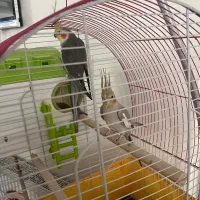 عروس هلندی کارداده