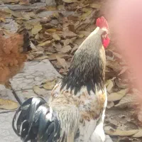 قیمت توافقی|پرنده|کنگاور, |دیوار