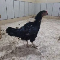 تخم‌مرغ لاری