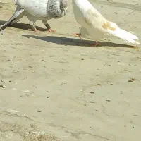 کبوتر دوبالی و سرور