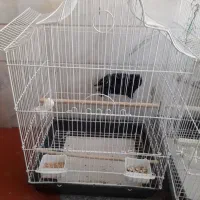 قفس عروس مولد|پرنده|قنوات, |دیوار