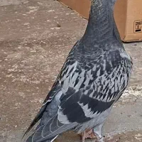 جوجه مگس باختی