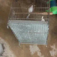 سهره دورگ|پرنده|تهران, میرداماد|دیوار