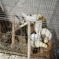 عروس هلندی با تخم|پرنده|شهرضا, |دیوار