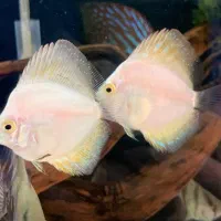 دیسکس ۲ اینچ و آنجل