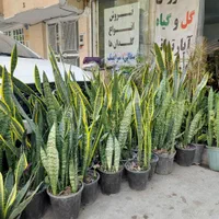 فروش مستقیم و ویژه انواع گل سانسوریا کلی جزیی