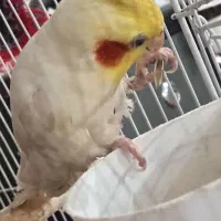 یه جفت عروس هلندی با تخم هاش