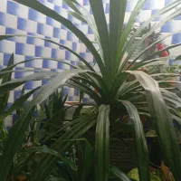 گل پاندانوس بزرگ سالم و سرحال