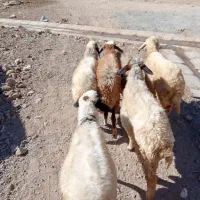 گوسفند کاور ماده|حیوانات مزرعه|کلیائی, |دیوار