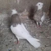 فروش طوقی وپلاکی|پرنده|دره شهر, |دیوار