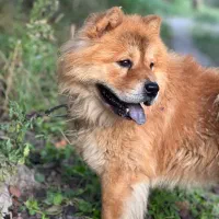 سگ چاو چاو|سگ|کوچصفهان, |دیوار