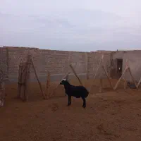 بره نروماده شال