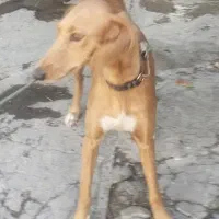 حیوانات مزرعه|سگ|کنگاور, |دیوار