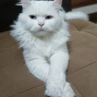 گربه میکش پرشین،اسکاتیش