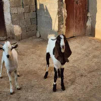 درودبر شما خوبان|حیوانات مزرعه|لامرد, |دیوار