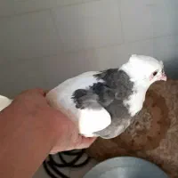 کبوتر