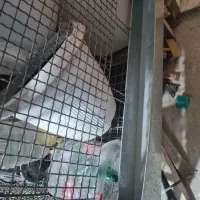 قفس حرفه ای نگهداری سگ مرغ و انواع پرنده ها|لوازم جانبی حیوانات|داراب, |دیوار