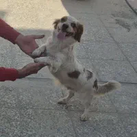 سگ اشپیتز پامر.و باکس سگ