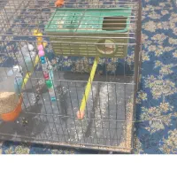 دو عدد مرغ عشق