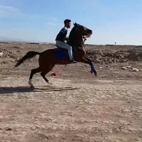 اسب کرد نریون|اسب و تجهیزات اسبسواری|کاشمر, |دیوار