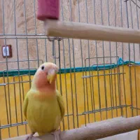 طوطی برزیلی|پرنده|سنندج, |دیوار