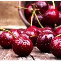 صادرات میوه