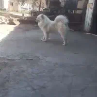 سامویید وارداتی