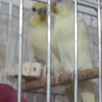 مرغ عشق ماده ۳۰۰ تومان دونه ای|پرنده|اهواز, پردیس|دیوار