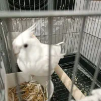 عروس هلندی|پرنده|پاکدشت, پاکدشت (مامازند)|دیوار