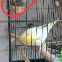 فروش عروس هلندی|پرنده|ملارد, |دیوار