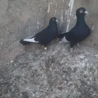 یه جفت قارا سیاه نرماده‌|پرنده|تاکستان, |دیوار