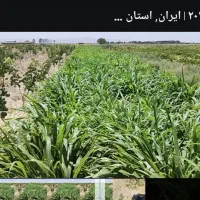 سرایداری باغ پسته|استخدام سرایداری و نظافت|جوادآباد, |دیوار