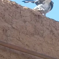 کبوترباپولش بیشتر میخام