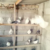 باسلام خدمت دوستان تعداد ۱۶جفت حیون خوش خال