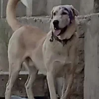 سگ سرابی|سگ|میانه, |دیوار